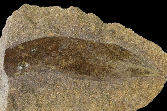 Cretaceous Fossil Leaf (Daphnophyllum) - Kansas #136456